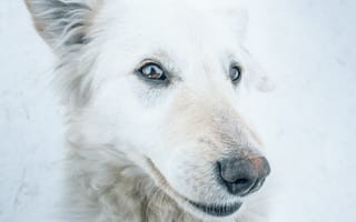 Картинка собаки, собака, пес, животное, животные, питомец, белый, портрет