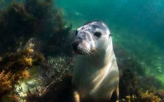 Картинка тюлень, морской котик, животные, животное, природа, вода, подводный