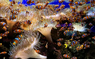 Картинка рыба-клоун, рыба, экзотическая, тропическая, акула, хищник, подводный мир, подводный, коралл, коралловый риф, экзотический