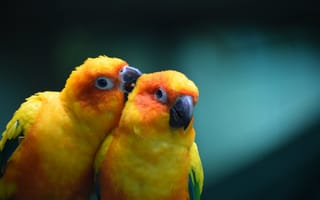 Картинка птицы, птица, животное, животные, попугай, пара, двое, желтый, оранжевый