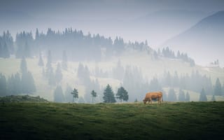 Картинка гора, природа, Велика Планина, Словения, лес, деревья, дерево, корова