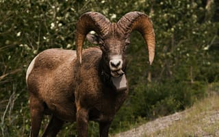 Картинка овца, баран, рога, животные, животное, природа