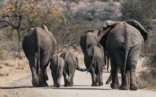 Картинка слон, животное, животные, природа, детеныш, маленький