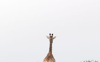 Картинка жираф, животные, животное, природа, саванна, сухая, Африка, африканская