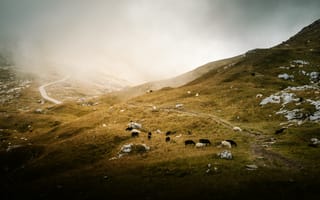 Картинка гора, природа, туман, дымка, овца
