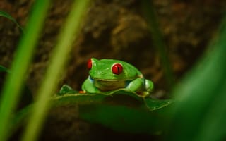 Картинка лягушка, жаба, земноводные, животные, зеленый