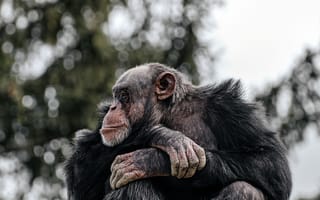 Картинка шимпанзе, обезьяна, примат, животное, животные, природа