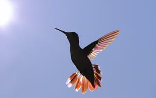 Картинка колибри, птица, птицы, животное, животные, полет, летит