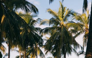 Картинка пальма, дерево, лето, летние
