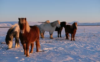Картинка лошадь, конь, лошади, животные, стая, много, снег, зима
