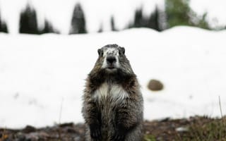 Картинка животные, животное, природа, грызун, снег, зима