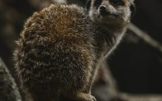 Картинка сурикат, мангуст, животное, животные, природа