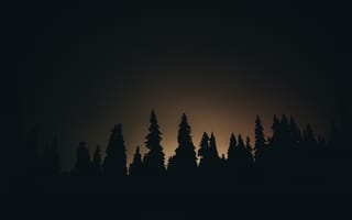 Картинка лес, деревья, дерево, природа, ель, елка, силуэт, ночь, темнота, темный, свечение