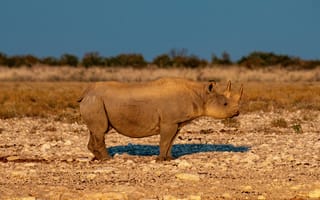 Картинка носорог, рог, животное, животные, природа, озеро, пруд, вода, отражение