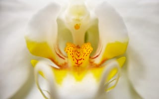 Картинка орхидея, цветок, цветы, растение, растения, цветочный, макро, крупный план, белый