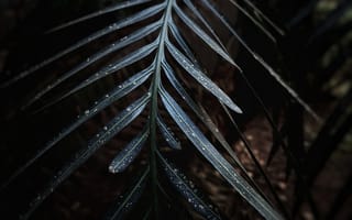 Картинка лист, растение, природа, пальма, дерево, ночь, темнота, темный