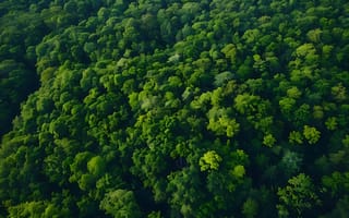 Картинка лес, деревья, дерево, природа, сверху, c воздуха, аэросъемка, с дрона