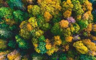 Картинка лес, деревья, дерево, природа, осень, сверху, c воздуха, аэросъемка, с дрона