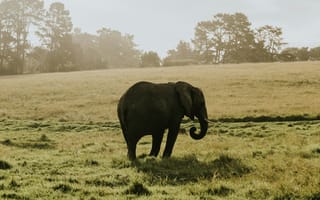 Картинка слон, животное, животные, природа, саванна, сухая, Африка, африканская