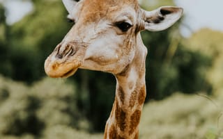 Картинка жираф, животные, животное, природа