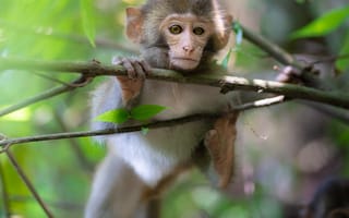 Картинка обезьяна, примат, животное, животные, природа, дерево, маленький, крошечный, детеныш