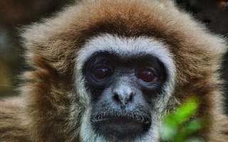 Картинка лемур, животное, животные, природа, обезьяна, примат