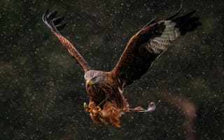 Картинка орел, птица, птицы, животное, животные, полет, летит, дождь