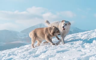 Картинка собаки, собака, пес, животное, животные, питомец, бег, гора, зима, снег