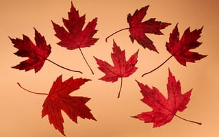 Картинка кленовый лист, лист, клен, листья, листва, осень, осенние, время года, сезоны, сезонные, красный