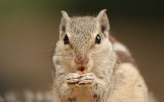 Картинка бурундук, грызун, животные, животное, природа