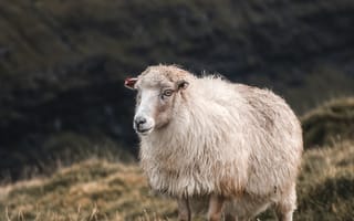 Картинка овца, ягненок, животные, животное, природа, гора