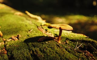 Картинка гриб, природа, мох