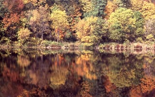Картинка осень, осенние, время года, сезоны, сезонные, лес, деревья, дерево, природа, озеро, пруд, вода, отражение