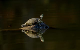 Картинка черепаха, рептилии, рептилия, животное, животные, вода, озеро, пруд, отражение