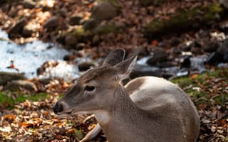 Картинка животные, животное, природа, олень, самка, осень