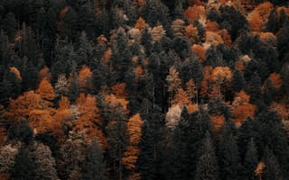 Картинка природа, лес, деревья, дерево, осень