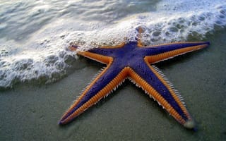 Картинка морская звезда, звезда, пляж, песок, берег, разные, море, океан, вода