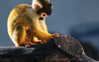 Картинка обезьяна, примат, животное, животные, природа, дерево