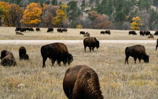 Картинка бизон, зубр, бык, животное, животные, природа, стая, много, лес, деревья, дерево, осень