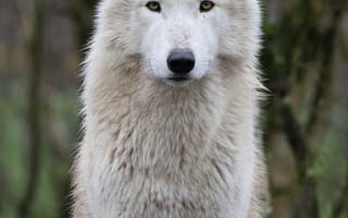 Картинка волк, дикий, хищник, животное, животные, природа, белый