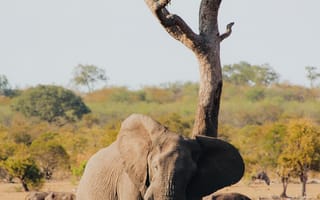 Картинка слон, животное, животные, природа, саванна, сухая, Африка, африканская