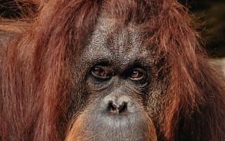 Картинка орангутанг, обезьяна, примат, животное, животные, природа