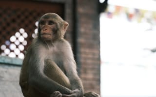 Картинка обезьяна, примат, животное, животные, природа