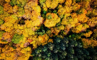 Картинка осень, осенние, время года, сезоны, сезонные, лес, деревья, дерево, природа, лист, листья, листва, сверху, c воздуха, аэросъемка, с дрона