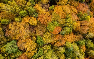 Картинка осень, осенние, время года, сезоны, сезонные, сверху, c воздуха, аэросъемка, с дрона, лес, деревья, дерево, природа
