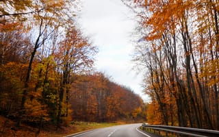 Картинка осень, осенние, время года, сезоны, сезонные, лес, деревья, дерево, природа, парк, лист, листья, листва, дорога