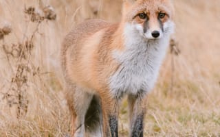 Картинка лиса, животное, животные, природа, поле