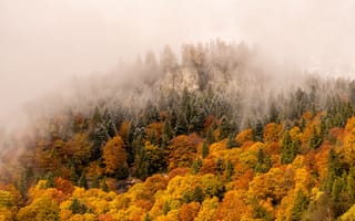 Картинка осень, осенние, время года, сезоны, сезонные, лес, деревья, дерево, природа, иней, изморозь, белый, зима, туман, дымка