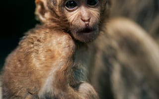 Картинка обезьяна, примат, животное, животные, природа, крошечный, маленький, детеныш