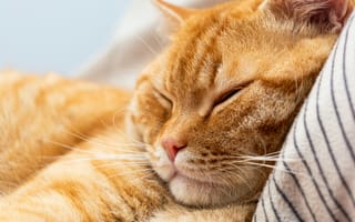 Картинка кот, кошки, кошка, кошачьи, домашние, животные, рыжий, полосатый, сон, сонный